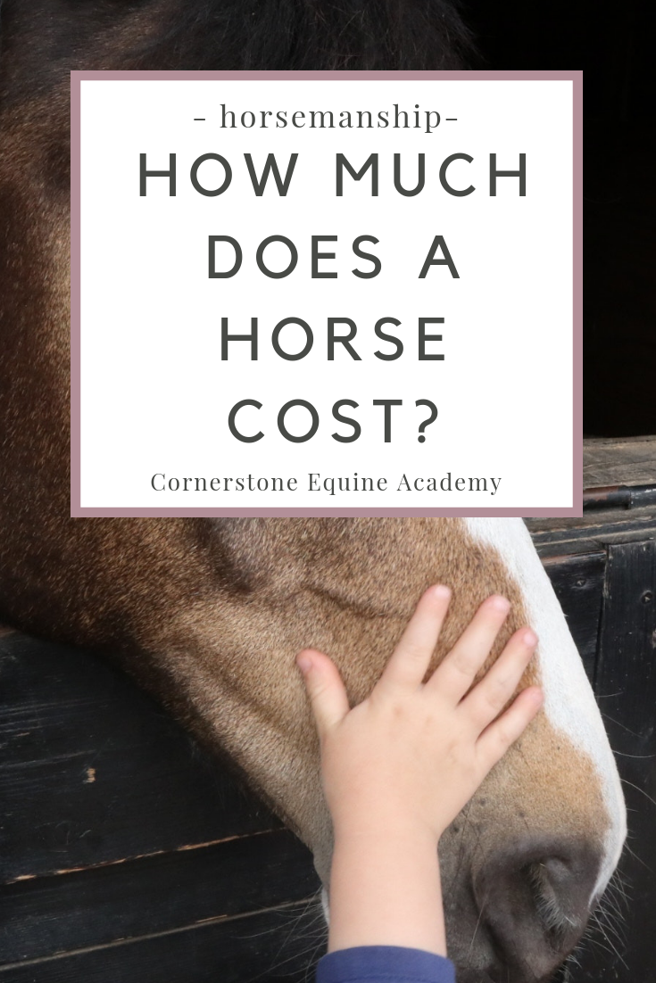 how-much-does-a-horse-cost-cornerstone-equine-academy