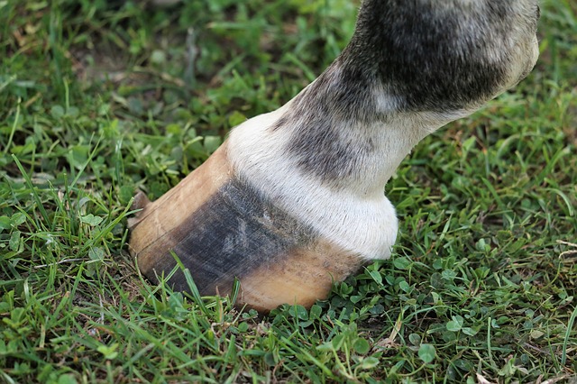 how-to-properly-clean-your-horse-s-hooves-cornerstone-equine-academy