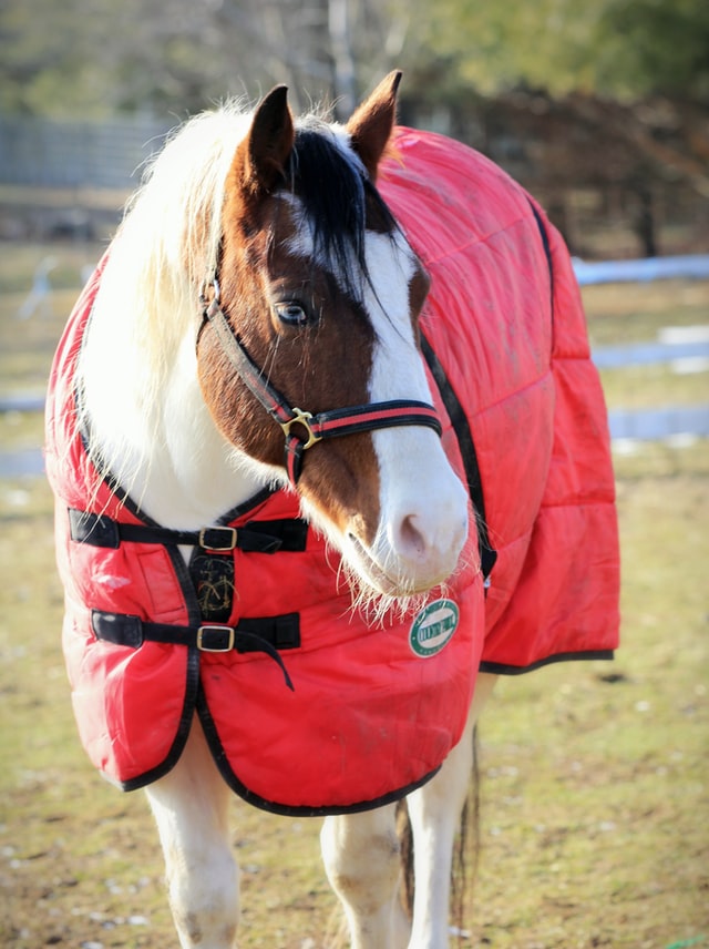 The Ultimate Guide to Blanketing Horses Cornerstone Equine Academy