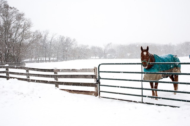 How to Measure a Horse for a Blanket - Cornerstone Equine Academy