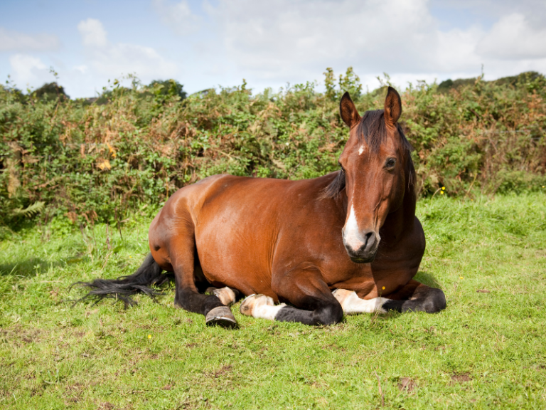 Horse Lying Down Is It Normal? Cornerstone Equine Academy