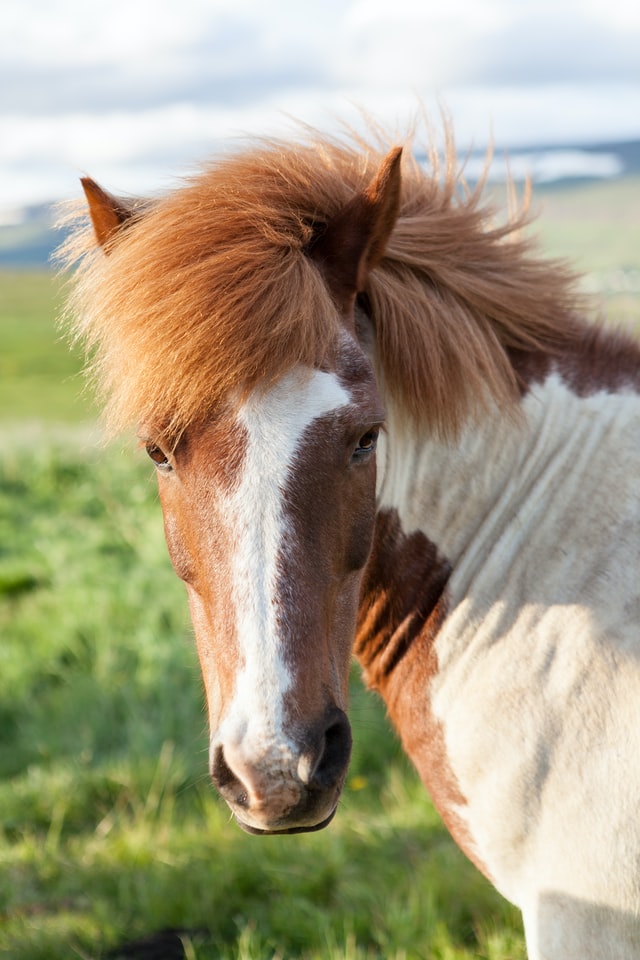 how-much-does-a-miniature-horse-cost-cornerstone-equine-academy