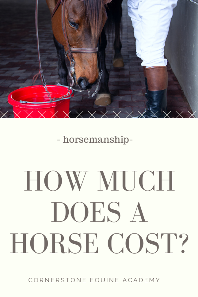 How Much Does a Horse Cost? - Cornerstone Equine Academy