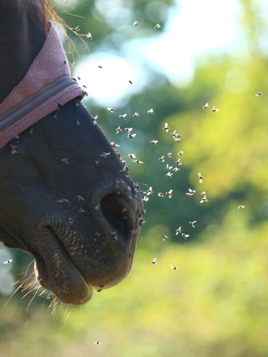 How to Properly Train Your Horse to Back - Cornerstone Equine Academy