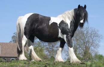 Cold Blooded Horse Breeds - Cornerstone Equine Academy