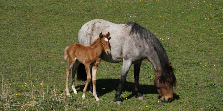 How Long is a Horse's Gestation Period? - Cornerstone Equine Academy